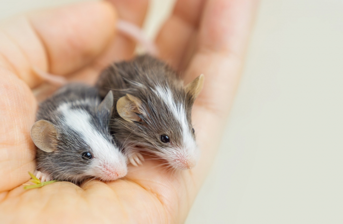 Comment manipuler et caresser sa souris ?