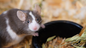 Illustration : "Que faut-il savoir avant d’adopter une souris ?"