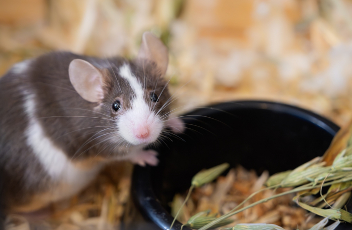 Que faut-il savoir avant d’adopter une souris ?