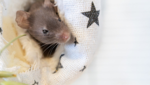 Illustration : "Comment prendre soin d’une souris adoptée ?"
