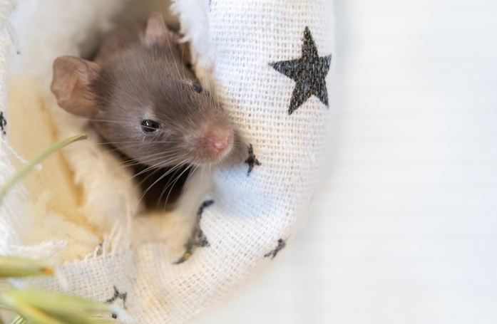 Comment prendre soin d’une souris adoptée ?