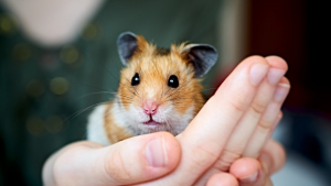 Illustration : "Comment adopter un hamster ?"