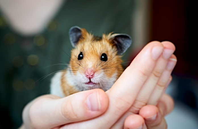 Comment adopter un hamster ?