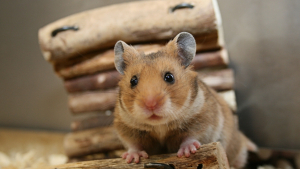 Illustration : "Combien coûte l’adoption d’un hamster ?"