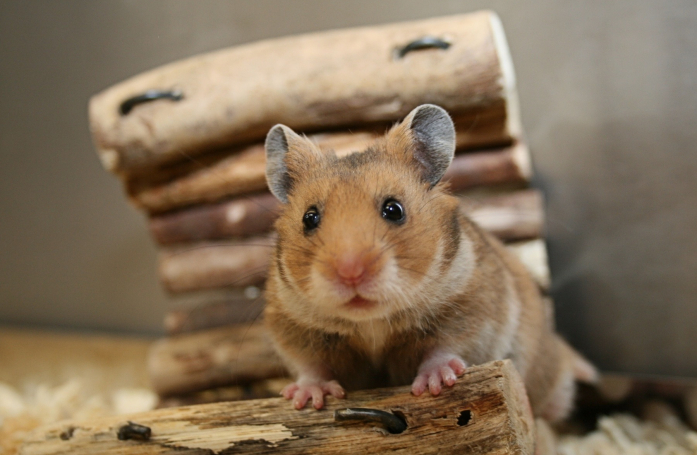 Combien coûte l’adoption d’un hamster ?