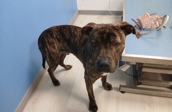 Ce chien qui dépérissait en fourrière espère rencontrer une famille d'adoption prête à lui offrir une vie de rêve (vidéo)