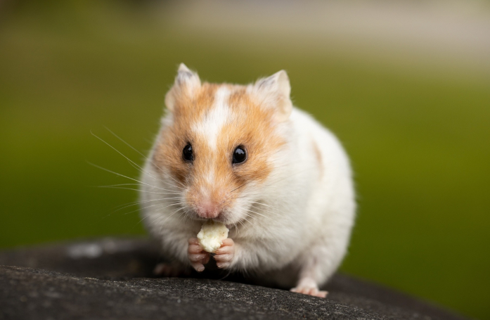 Comment nourrir un hamster adopté en refuge ?