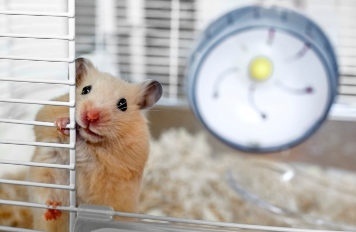 Quels sont les accessoires indispensables pour adopter un hamster ?