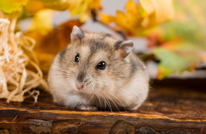 Comment manipuler et caresser son hamster ?