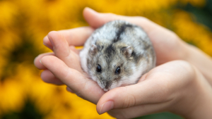 Illustration : "Que faut-il savoir avant d’adopter un hamster ?"