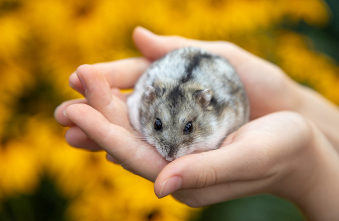 Que faut-il savoir avant d’adopter un hamster ?