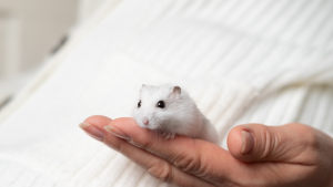 Illustration : "Comment prendre soin d’un hamster adopté ?"