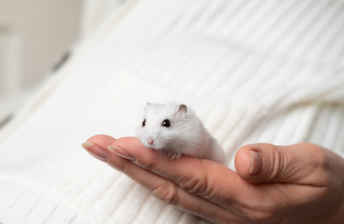 Comment prendre soin d’un hamster adopté ?