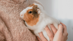 Illustration : "Comment adopter un cochon d'Inde ?"