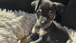 Illustration : "Trouvé dans un caniveau rempli d'eau et seul survivant de sa portée, ce chiot veut croquer la vie à pleines dents auprès d'adoptants aimants (vidéo)"