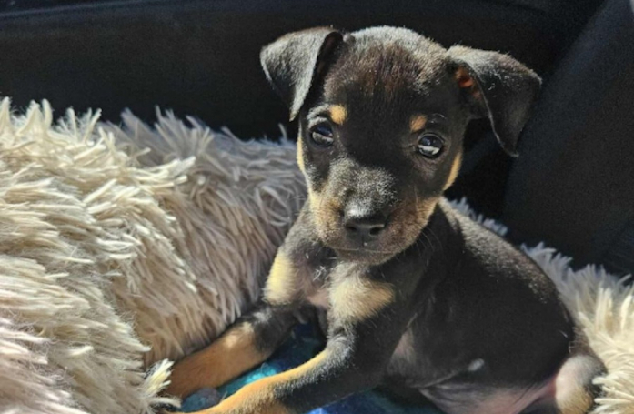 Trouvé dans un caniveau rempli d'eau et seul survivant de sa portée, ce chiot veut croquer la vie à pleines dents auprès d'adoptants aimants (vidéo)