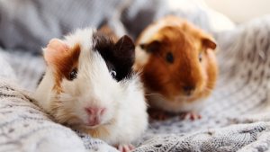 Illustration : "Combien coûte l’adoption d’un cochon d'Inde ?"