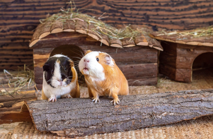 Quels sont les accessoires indispensables pour adopter un cochon d'Inde ?