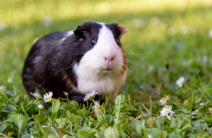 Que faut-il savoir avant d’adopter un cochon d'Inde ?