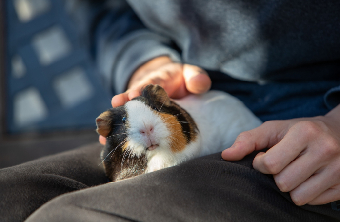 Comment prendre soin d’un cochon d'Inde adopté ?