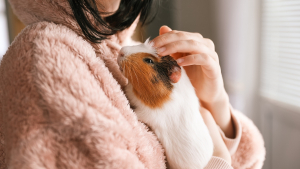 Illustration : "Comment manipuler et caresser son cochon d'Inde ?"