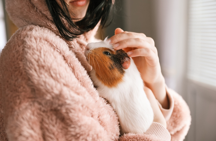 Comment manipuler et caresser son cochon d'Inde ?