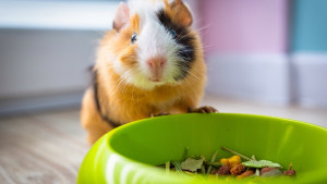 Illustration : "Comment nourrir un cochon d'Inde adopté en refuge ?"