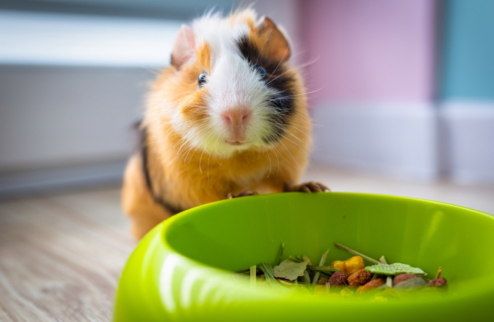 Comment nourrir un cochon d'Inde adopté en refuge ?