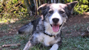 Illustration : "Trouvé affamé et affaibli, ce chien à l'adoption attend « la vie qu’on lui a toujours refusée, mais qu’il mérite grandement »"