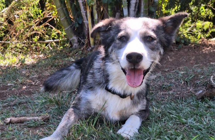 Trouvé affamé et affaibli, ce chien à l'adoption attend « la vie qu’on lui a toujours refusée, mais qu’il mérite grandement »