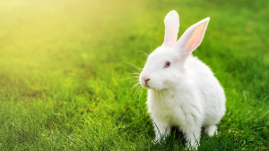 Illustration : "Comment adopter un lapin de laboratoire ?"