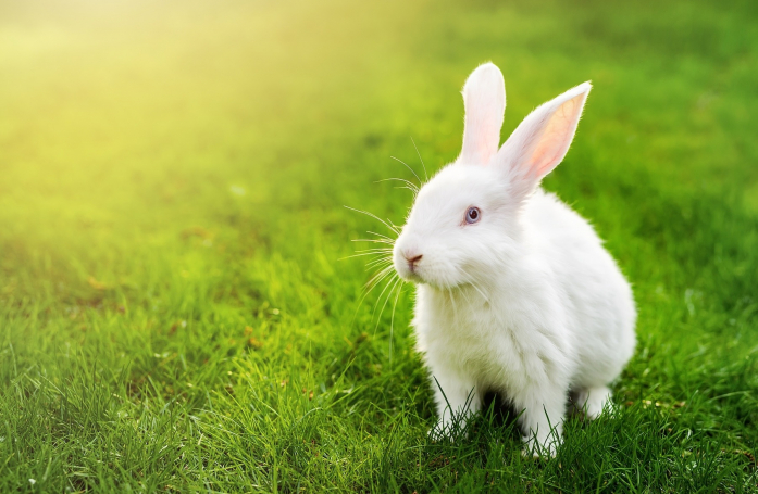 Comment adopter un lapin de laboratoire ?