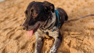 Illustration : "Née dans la rue, cette chienne qui n'a encore reçu aucune demande d'adoption compte sur vous pour réaliser son rêve"