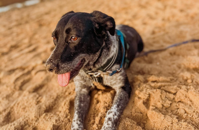 Née dans la rue, cette chienne qui n'a encore reçu aucune demande d'adoption compte sur vous pour réaliser son rêve
