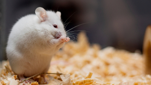 Illustration : "Comment adopter une souris de laboratoire ?"