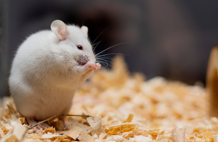Comment adopter une souris de laboratoire ?