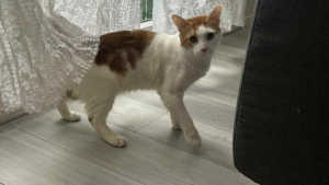 Illustration : "Sa propriétaire voulait l'abandonner dans un parc, ce chat cherche une nouvelle famille aimante pour la vie"