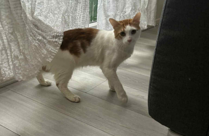 Sa propriétaire voulait l'abandonner dans un parc, ce chat cherche une nouvelle famille aimante pour la vie