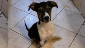 Illustration : "Trouvé seul dans la rue, ce chiot cherche une famille adoptive qui « lui offrira une enfance »"