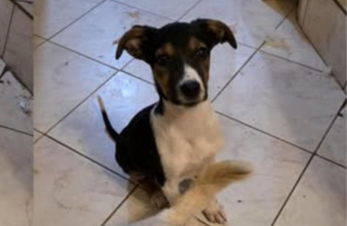 Trouvé seul dans la rue, ce chiot cherche une famille adoptive qui « lui offrira une enfance »