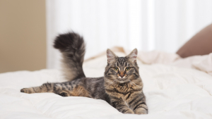 Illustration : "Comment garder une maison propre et sans odeurs quand on adopte un chat ?"