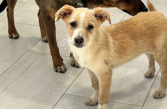 Caché dans un coin, ce chiot ayant assisté au massacre de sa famille cherche un foyer aimant et sécurisé