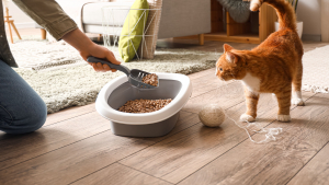 Illustration : "Comment simplifier l’entretien de la litière au quotidien grâce à une routine de nettoyage efficace ?"