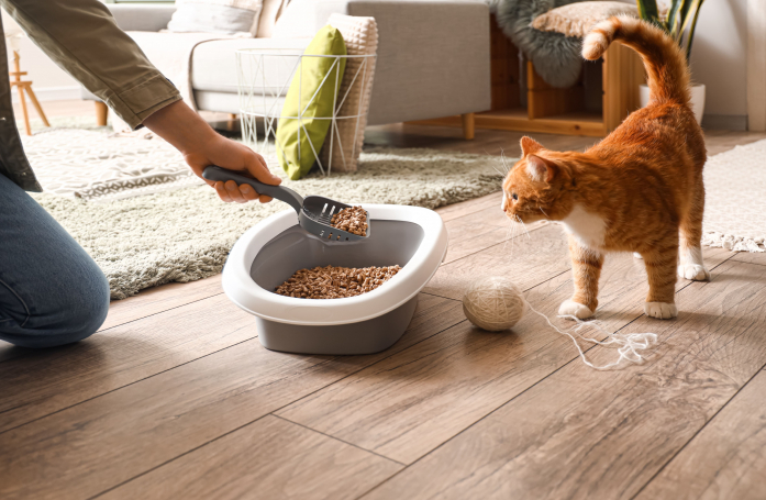 Comment simplifier l’entretien de la litière au quotidien grâce à une routine de nettoyage efficace ?