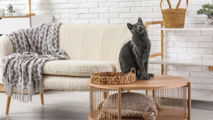 Illustration : "Comment maintenir une bonne hygiène intérieure lorsqu’on vit avec un chat en appartement ?"