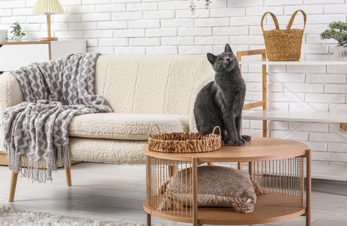 Comment maintenir une bonne hygiène intérieure lorsqu’on vit avec un chat en appartement ?