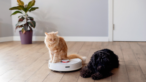 Illustration : "Comment une hygiène adaptée à la maison contribue au bien-être des animaux ?"