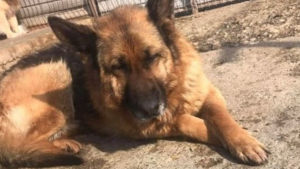 Illustration : "Attachée dans une cave, cette chienne à l’adoption rêve de vivre de belles années dans une famille aimante"