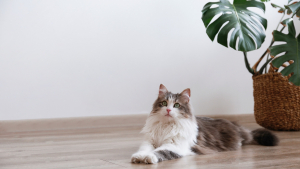 Illustration : "Comment bien préparer l’arrivée d’un chat à la maison en pensant à la propreté dès les premiers jours ?"