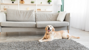 Illustration : "Comment garder une maison propre quand on vit avec un chien ?"